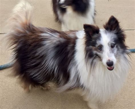 Pin By Karin Tyra On Shelties Brown Dog Sheltie Animals