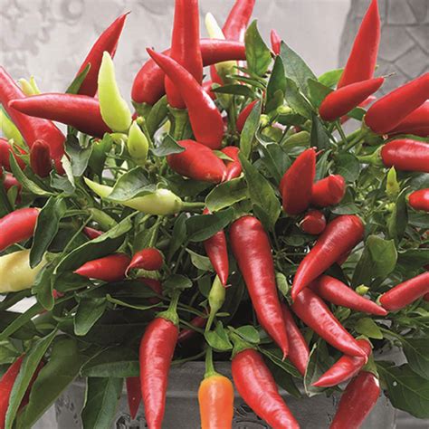 Wilko 6 Chilli Grow Kit 75 X 185 X 29cm Wilko