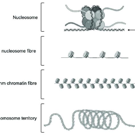 Nucleosomes and chromatin. (i) Nucleosome: Functional wrapping of 146 ...