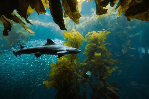 Manfaat Rumput Laut Bagi Lingkungan Mediahijau