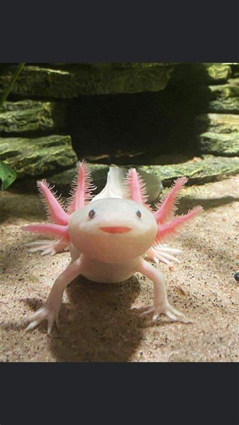 Pin on Axlotl | Axolotl cute, Axolotl pet, Cute reptiles