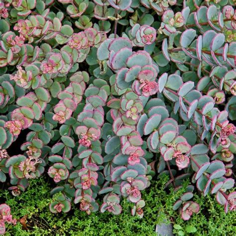 Gardens Alive Oz Blue Creeping Sedum In Pot