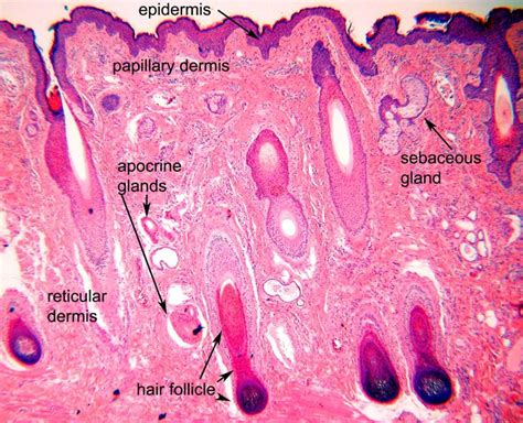 96 best Histology - Skin images on Pinterest | Hair follicles ...