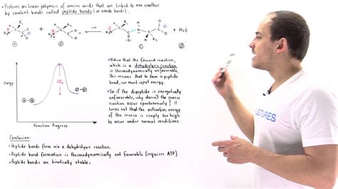 Peptide Bond Formation Youtube