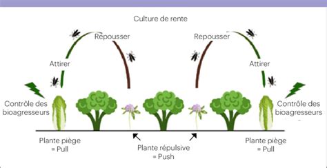 Schéma explicatif de la stratégie push pull adaptée de Björkman et