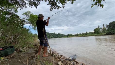 Akhirnya Strike Lagi Ikan Sidat Ukurannya Diluar Dugaan YouTube