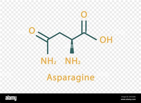 Asparagine chemical formula. Asparagine structural chemical formula ...