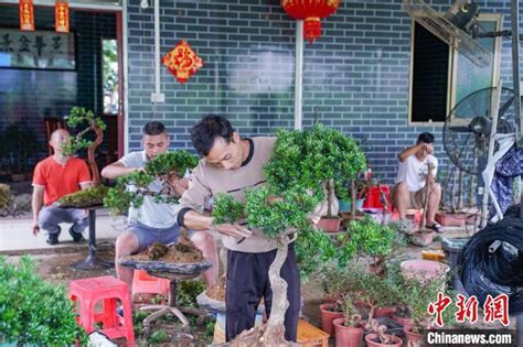 探访“广西盆景第一村”：乡土匠人巧手叩开 “致富门”中国网