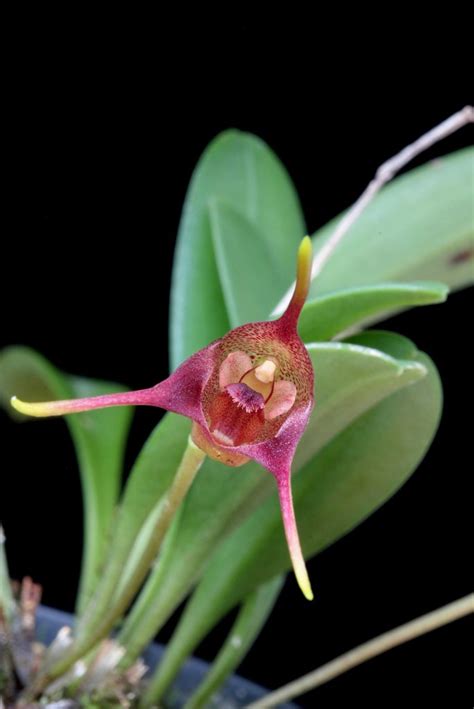 Masdevallia Species Could Be A New Species Wiel Driessen Flickr