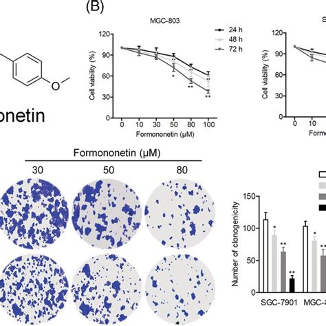 Formononetin Inhibits The Proliferation Of GC Cell A Chemical