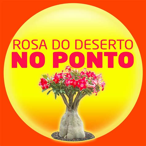 Rosa Do Deserto No Ponto Vamos Deixar Sua Rosa Do Deserto Cheia De