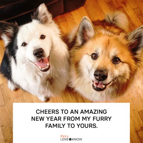 10 Bark-Worthy Happy New Year Dog Memes & Well-Wishes | LoveToKnow Pets