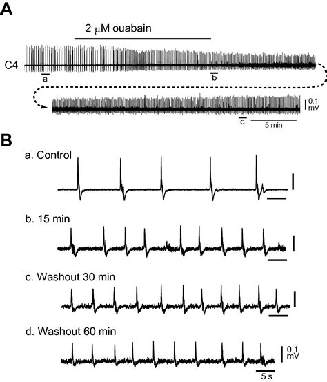 Effects Of Ouabain On Respiratory Rhythm Generation In Brainstem Spinal