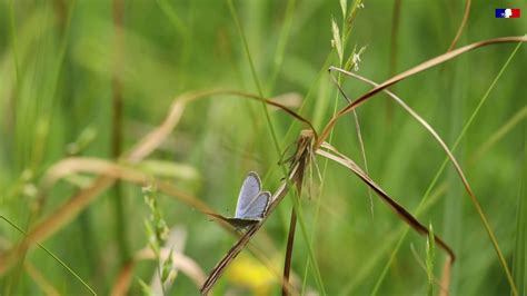 Papillons Menac S Tout Savoir Sur L Azur Des Mouill Res Vid O