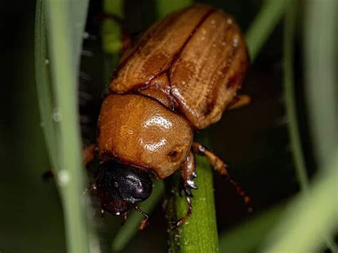 Insects In Your Compost Here’s How To Tell If They’re A Pest Or A Guest In 2023 Compost