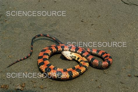 Photograph | Water snake | Science Source Images