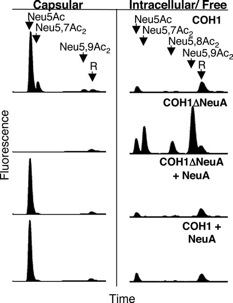 Discovery And Characterization Of Sialic Acid O Acetylation In Group B