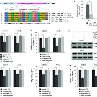 Mir 106b Directly Targets RANKL And Regulates IL 8 MMP2 And TWIST A