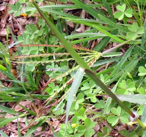 Windmillgrass From South Side Corpus Christi Tx Usa On March