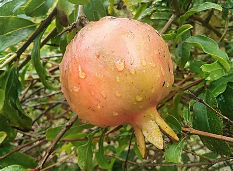 M Tech Gardens Rare Punica Granatum Pomegranate Fruit 1 Live Plant