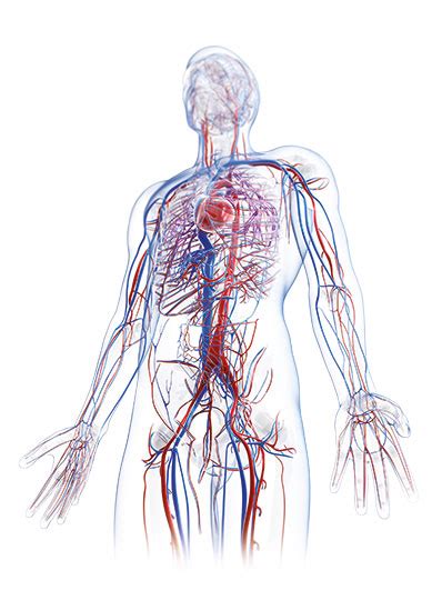 Accesso Vascolare Le Nostre Soluzioni B Braun