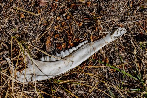 Whitetail Deer Jaw Bone with Teeth Lying in the Forest Stock Photo ...