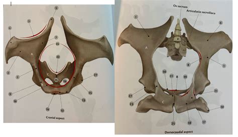 Pelvic bones (Anatomy) Diagram | Quizlet