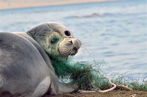 Kazakhstan To List Caspian Seal In Red Book Of Endangered Species The