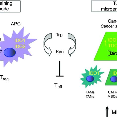 Sites Of IDO TDO Expression And Action In Cancer Expression Of IDO1