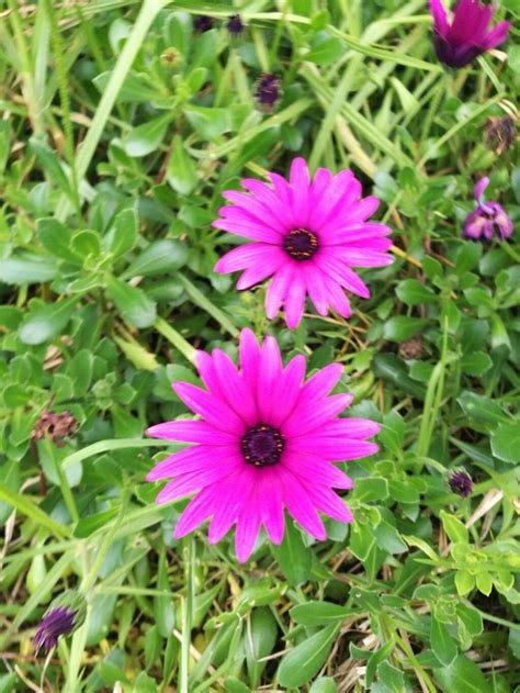 Osteospermum Ecklonis DC Norl Cape Daisy Useful Plants Pl