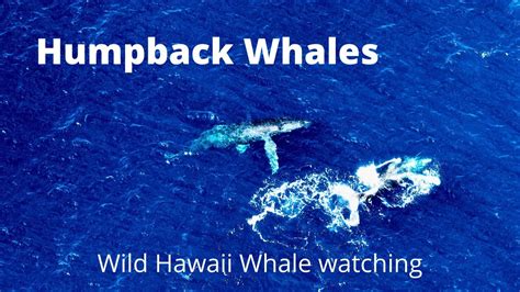 Whale Watching With Wild Hawaii Jet Boat Tours In Kailua Kona Hawaii