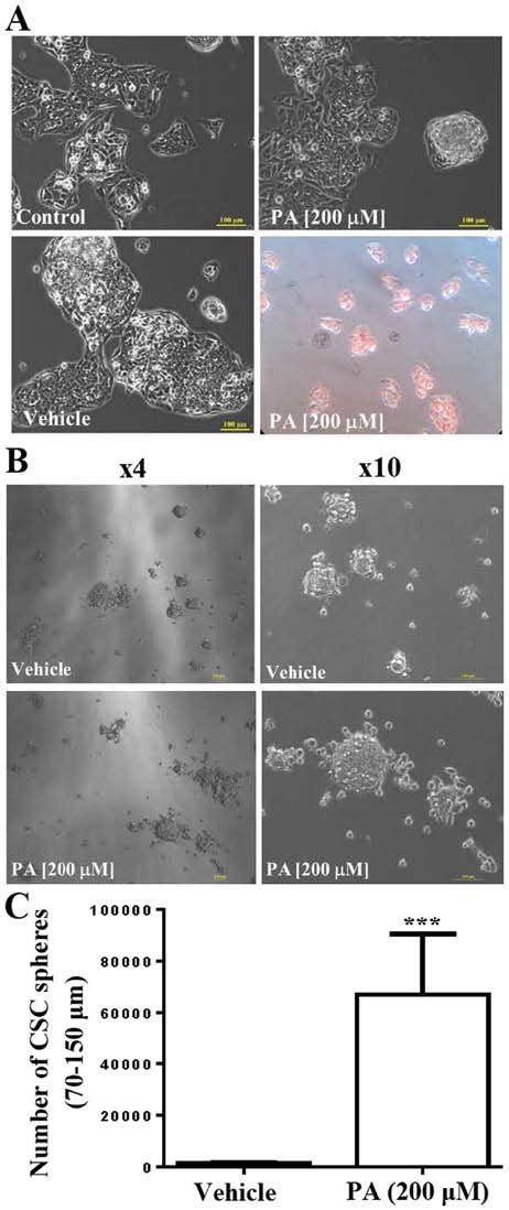 Effects Of Pa On Human Hepg2 Cells A Pa Did Not Affect Cell Growth