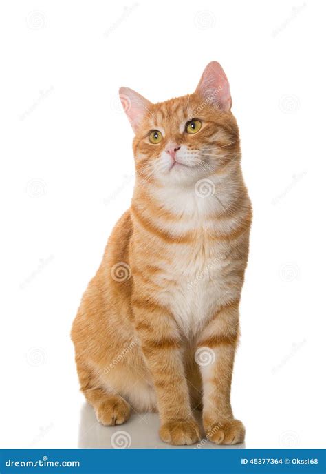 Beautiful Orange Cat Stock Photo Image Of Child Feline 45377364