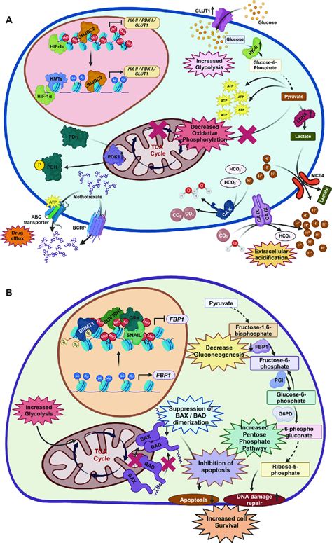 Epigenetic Regulation On Glycolytic And Gluconeogenic Genes Contributes