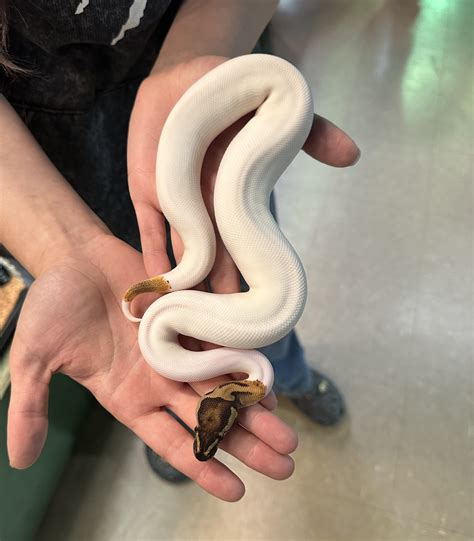 ball python white