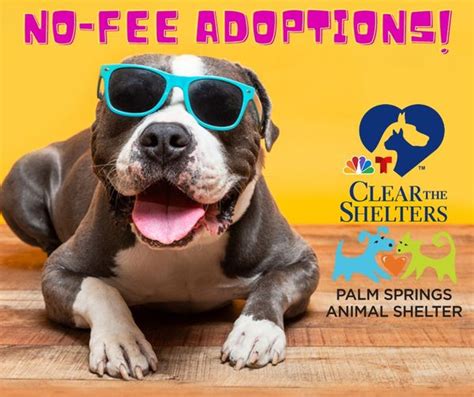 Palm Springs Animal Shelter - Clear the Shelters - DCN News