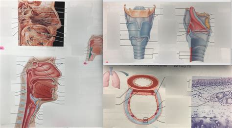 Larynx/Trachea Diagram | Quizlet