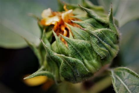 Premium Photo | Close-up of green sepal of flower