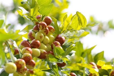 Coltivare Il Giuggiolo Albero Rustico Dai Raccolti Abbondanti