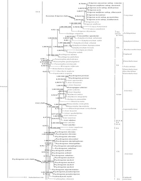 B Fifty Percent Majority Rule Consensus Tree Resulting From Bayesian