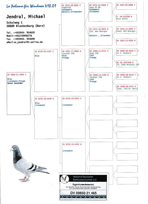 Brieftauben Auktion De V Inzucht