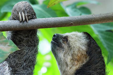 Pale Throated Three Toed Sloth Photograph By Louise Murrayscience