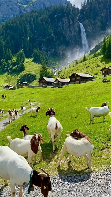 Switzerland Bucket List: The best Day Trips from Zurich, Switzerland to the Swiss… | Beautiful ...