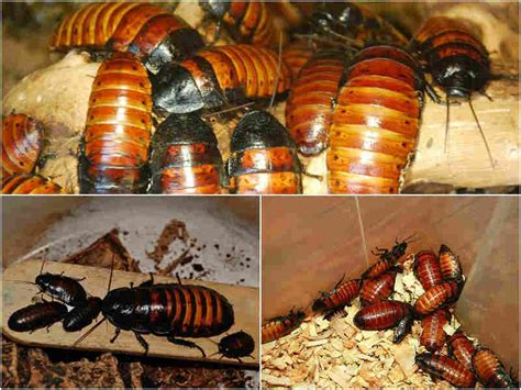 Таракан мадагаскарский (Gromphadorhina portentosa): особенности ...