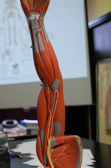 Human Anatomy Lab: Muscles of the Arm