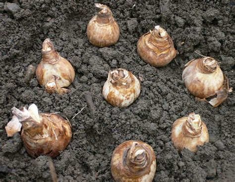 Leçon de jardin Vie Quotidienne et Loisir Quatre narcisses à découvrir