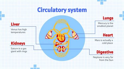 Blood Vessel Types for Medical Students | Google Slides & PPT