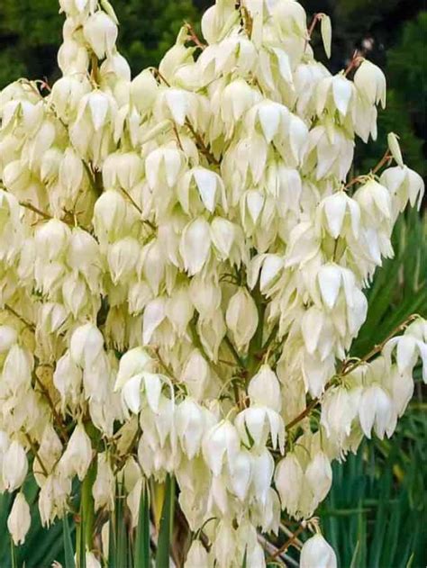 Yucca Plant Care How To Grow And Care For Yucca Plants Planet Natural