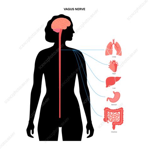 Vagus Nerve Illustration Stock Image F037 4278 Science Photo Library