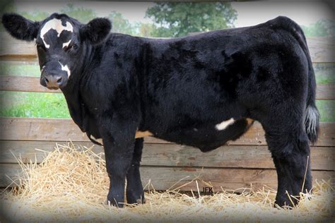 Lautner Farms: Kastel Show Cattle - Heat Wave Steer - Sells September 30